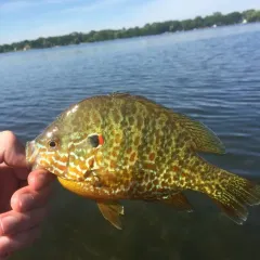 Pumpkinseed photo