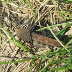 Autumn Yellow-winged Grasshopper thumbnail 2