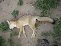 Swift Fox thumbnail 1