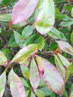 Quince leaf blight thumbnail 2