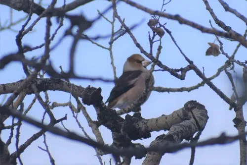 Hawfinch