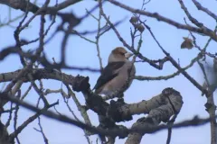 Hawfinch thumbnail 1