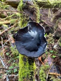 Pseudoplectania vogesiaca thumbnail 3