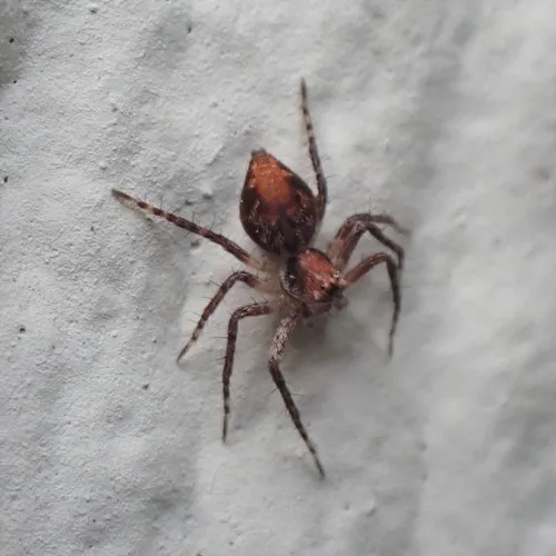 Western Lynx Spider