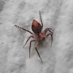 Western Lynx Spider thumbnail 1
