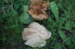 Russula subfoetens thumbnail 2