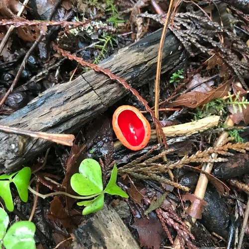 Scarlet Cup