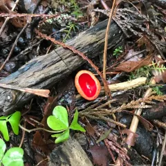 Scarlet Cup thumbnail 1