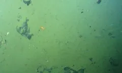 Parapagurus benedicti thumbnail 2