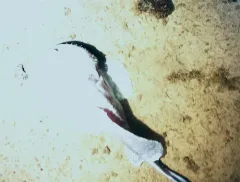 Blob Sculpin thumbnail 3