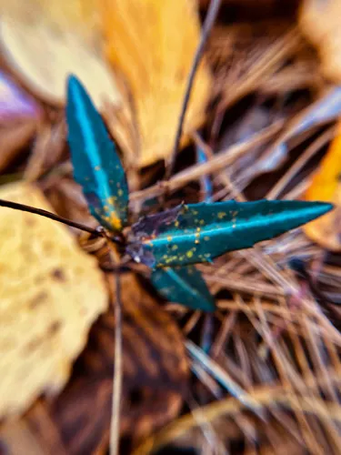 Wintergreen Rust