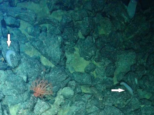 Glowing Sea Cucumber