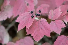 mapleleaf viburnum thumbnail 3