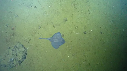 Roughtail Skate