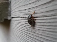 Calligrapha vicina thumbnail 2