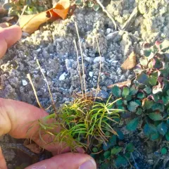 Hyssop-leaved Fleabane thumbnail 2