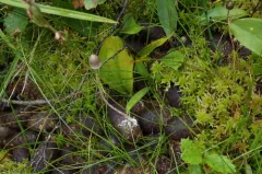 Panaeolus alcis thumbnail 4