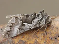 White Υ Mark Moth thumbnail 4
