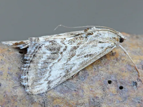 Evergestis vinctalis
