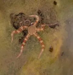 Daisy Brittle Star thumbnail 2