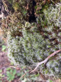 Heath Star-moss thumbnail 3
