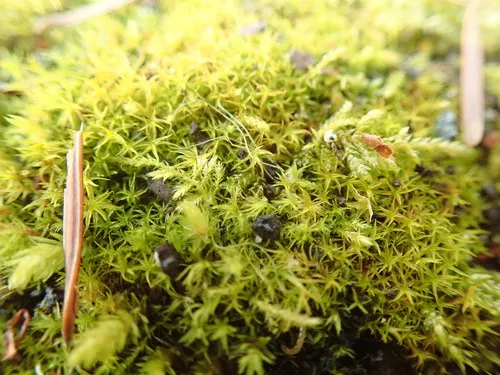 Soft-tufted Beard-moss