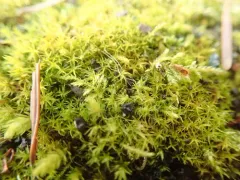 Soft-tufted Beard-moss thumbnail 1