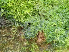 Cyanothece aeruginosa thumbnail 1