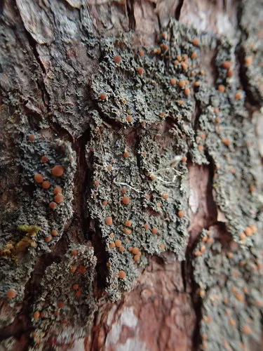 Pink-eyed Shingle Lichen