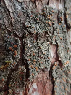 Pink-eyed Shingle Lichen thumbnail 1