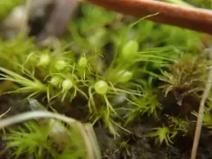 Taper-leaved Earth-moss thumbnail 1