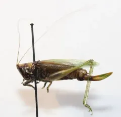 Gladiator Meadow Katydid thumbnail 2