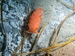 Pink Tritonid thumbnail 3