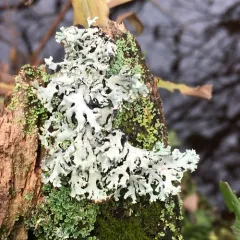 Hooded Tube Lichen thumbnail 3