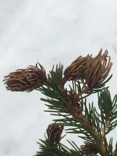 Ragged Spruce Gall Adelgid thumbnail 4
