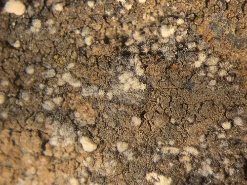 Enterographa zonata