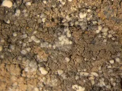 Enterographa zonata thumbnail 1