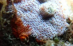 red-rust bryozoan thumbnail 3