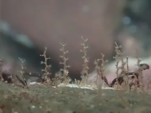 Knotted Thread Hydroid