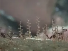 Knotted Thread Hydroid thumbnail 1