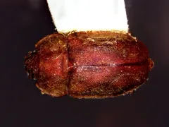 Rufous Sap Beetle thumbnail 4
