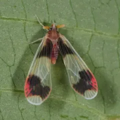 Anotia uhleri thumbnail 1