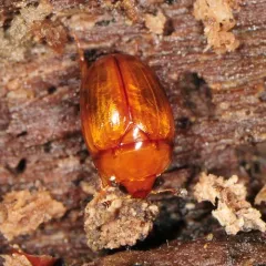 Pale Sap Beetle thumbnail 3