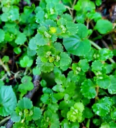 Pacific golden-saxifrage thumbnail 2