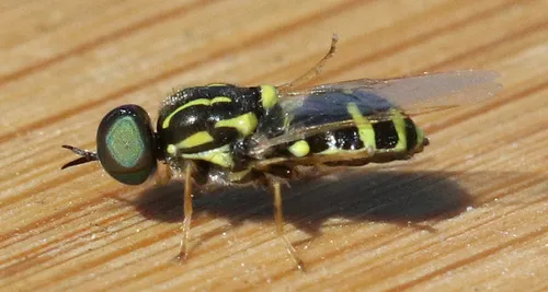 Caloparyphus crucigerus