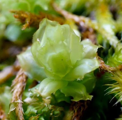 magnificent leafy moss