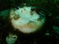 Stelletta clarella thumbnail 4