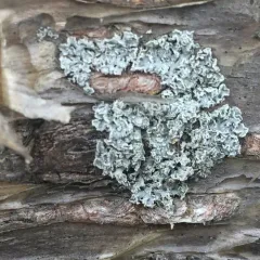 rosette lichen thumbnail 2