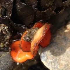 Common Eyelash thumbnail 3