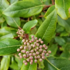 Laurustinus viburnum thumbnail 3